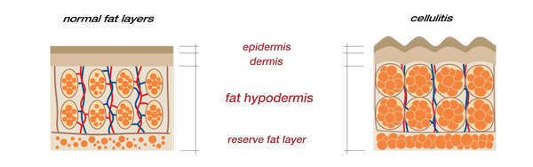 Firma Energywear Diagram
