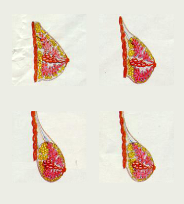 Why You Need A Full Support Bra